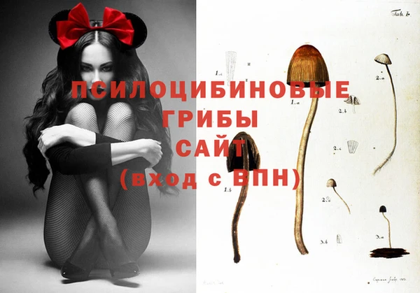 прущие грибы Медвежьегорск